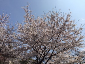 桜270402