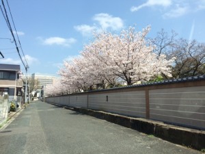 福岡市博多区～桜満開！？